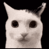 Jermbo Jermbo Cat GIF - Jermbo Jermbo Cat Cat Meme GIFs