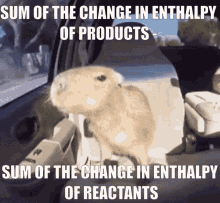 capybara smart chemistry funny