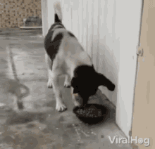 a black and white dog is eating from a bowl on the floor .