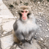 a monkey with a red face sits on a sidewalk