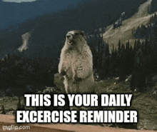 a groundhog is standing on its hind legs with the words this is your daily excercise reminder