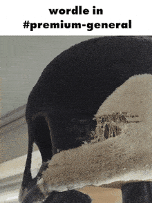 a picture of a cat with the words " wordle in #premium-general " written above it