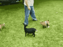 goat kick kids