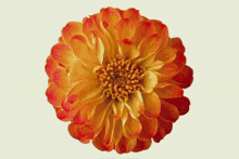 a close up of a pink flower on a white background that says ' flowers ' on the bottom