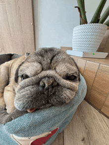 a pug puppy is laying on a blue blanket