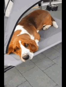 Basset Hound Cute GIF - Basset Hound Cute Sleepy Dog GIFs