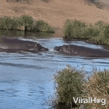 Fighting Hippos Hippopotamus GIF - Fighting Hippos Hippopotamus Viralhog GIFs