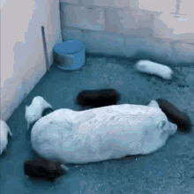 a group of pigs are laying on the ground next to a large white pig .
