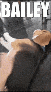 Bailey Dog GIF - Bailey Dog Beagle GIFs