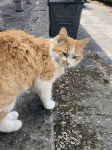 a fluffy orange and white cat standing on a sidewalk