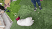 Dog Cute GIF - Dog Cute Samoyed GIFs