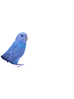 a small blue bird with a white background