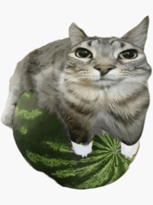 a cat is laying on top of a watermelon and looking at the camera