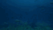 Sea Monsters Sea GIF - Sea Monsters Sea Ocean GIFs
