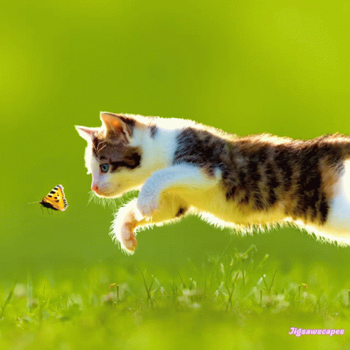 Chatons GIF - Chatons - Discover & Share GIFs