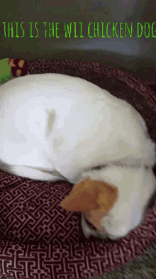 Animal Sleep GIF - Animal Sleep Pets GIFs