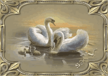 buongiorno swab swans wallpaper