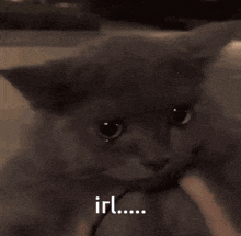 a close up of a cat with the words irl written on the bottom