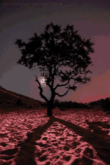 Tree Moon GIF - Tree Moon GIFs
