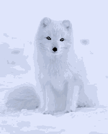 Arctic Fox GIF - Arctic Fox GIFs