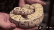 Sua Cobra Falsiane Invejosa GIF - Snake Hiss Ahhh GIFs