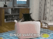 Cat Watching GIF - Cat Watching Tv GIFs