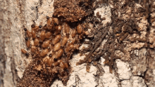 Neocapritermes Taracua Origins Explained GIF - Neocapritermes Taracua Origins Explained Termites GIFs