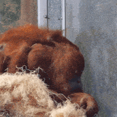 a close up of a monkey laying in a pile of hay