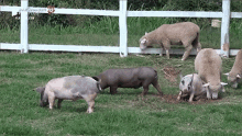 porcos porquinhos leitaozinho leitao ovelha