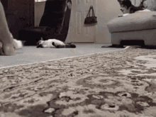 Kitten Cats GIF - Kitten Cats Carpet GIFs