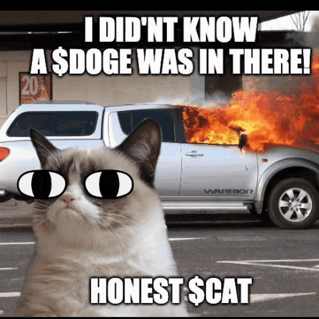 Dodge Cat  Know Your Meme