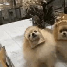 Bread Dog GIF - Bread Dog Pomeranian GIFs