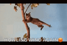Windy Cats GIF - Windy Cats Holding On GIFs