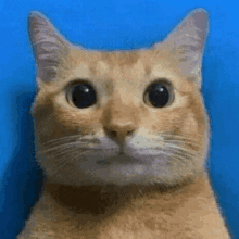 Refund Cat GIF - Refund Cat Cyberbex GIFs