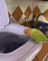 a green and orange parrot sits on a toilet seat