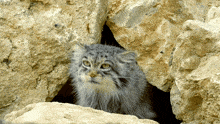 Pallas Cat Manul GIF - Pallas Cat Pallas Cat GIFs