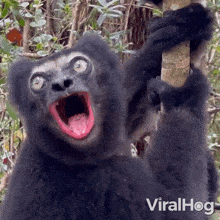 Screaming Indri GIF - Screaming Indri Viralhog GIFs