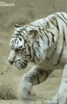 Angry Tiger GIF