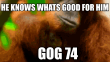gog gog74 goggers gogchamp monkey