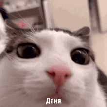 Cat Danya GIF - Cat Danya Kitty GIFs