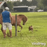 Running Dog GIF - Running Dog Horse GIFs