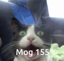 Mogcat 155 GIF - Mogcat Mog 155 GIFs