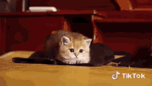 Ace Cat GIF - Ace Cat Kitten GIFs