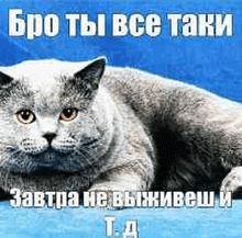 a gray cat is laying down on a blue surface with a caption in russian .