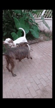Dogss GIF - Dogss GIFs