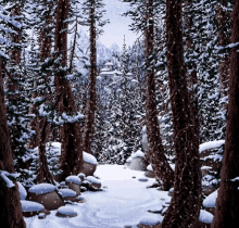 Forest Trees GIF - Forest Trees Snow GIFs