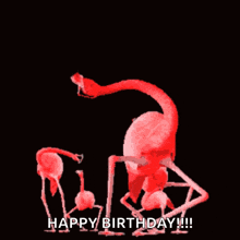 Flamingo Birthday GIF