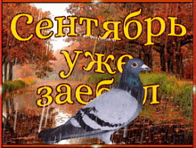 a pigeon is standing in the rain in front of a sign that says " september "