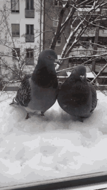 Dove Pidgeon GIF - Dove Pidgeon Pigeon GIFs