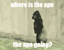 m4tt where is the ape